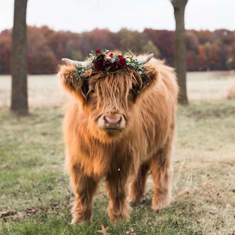 Sweet Highland Mini Cow pussel på nätet