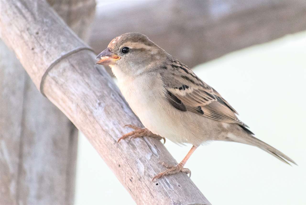 A sparrow with a seed jigsaw puzzle online