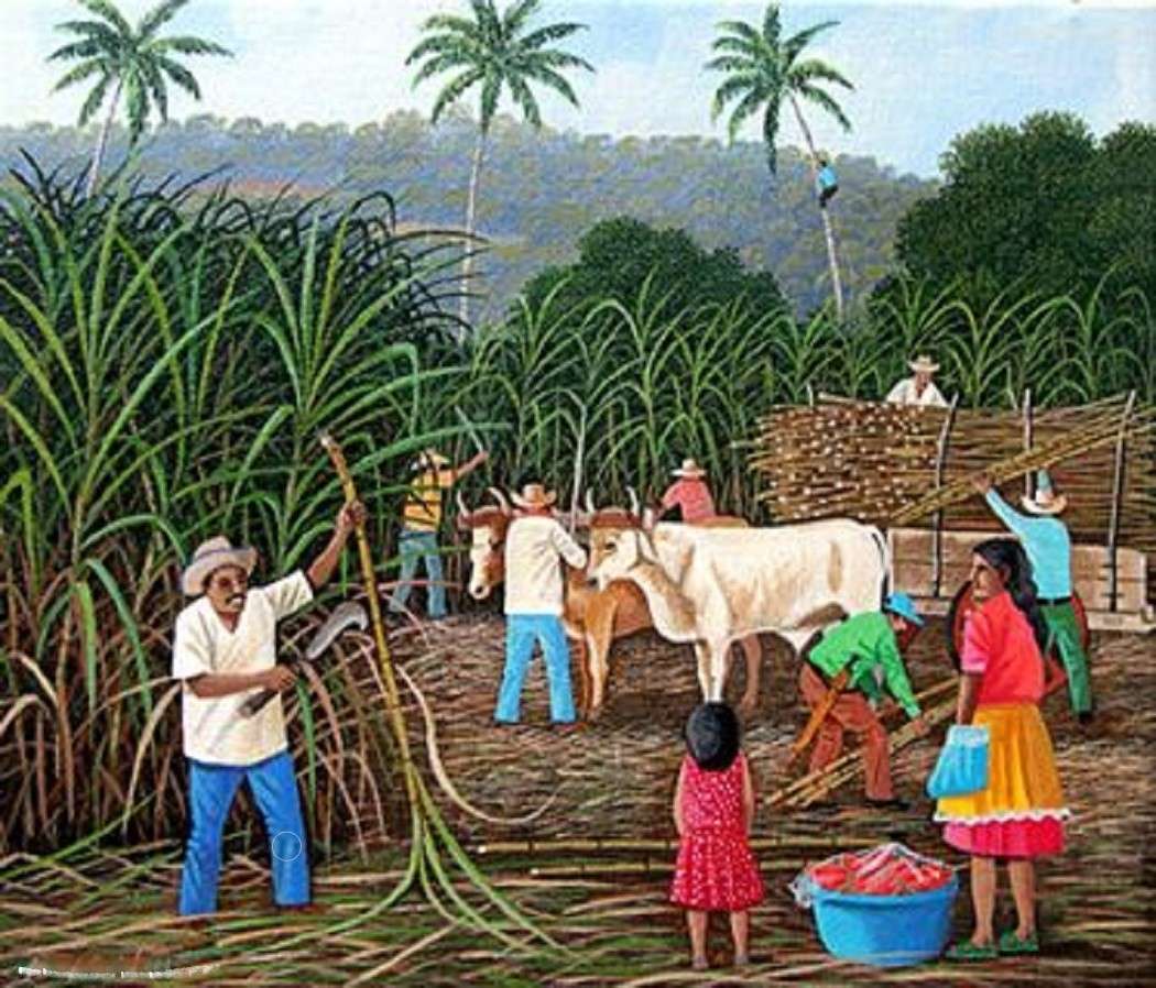 De inzameling van suikerriet legpuzzel online