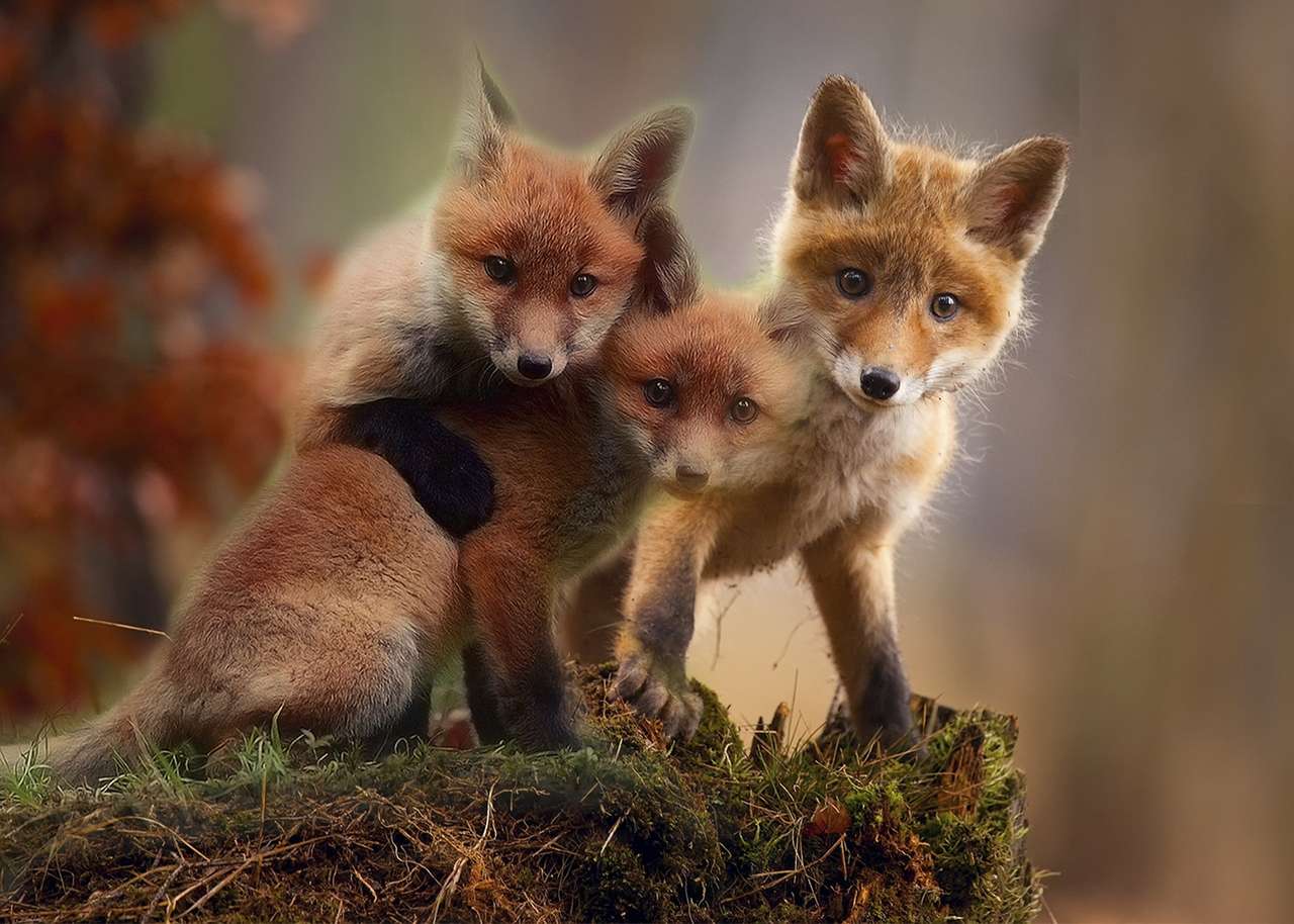 Young foxes online puzzle