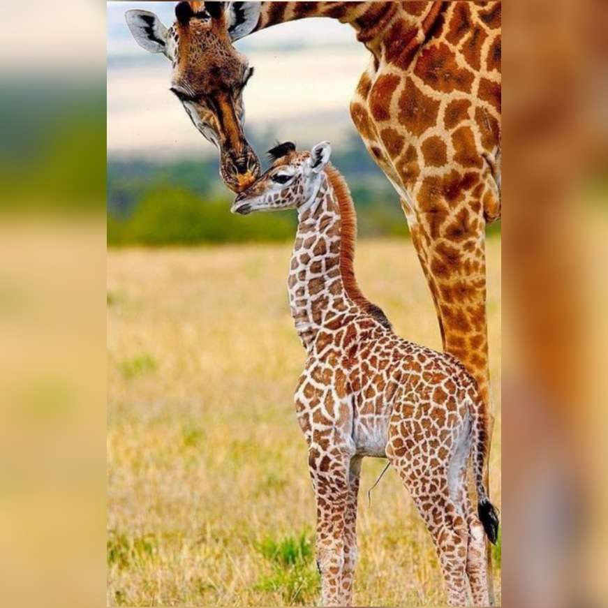 Мама жирафи онлайн пъзел