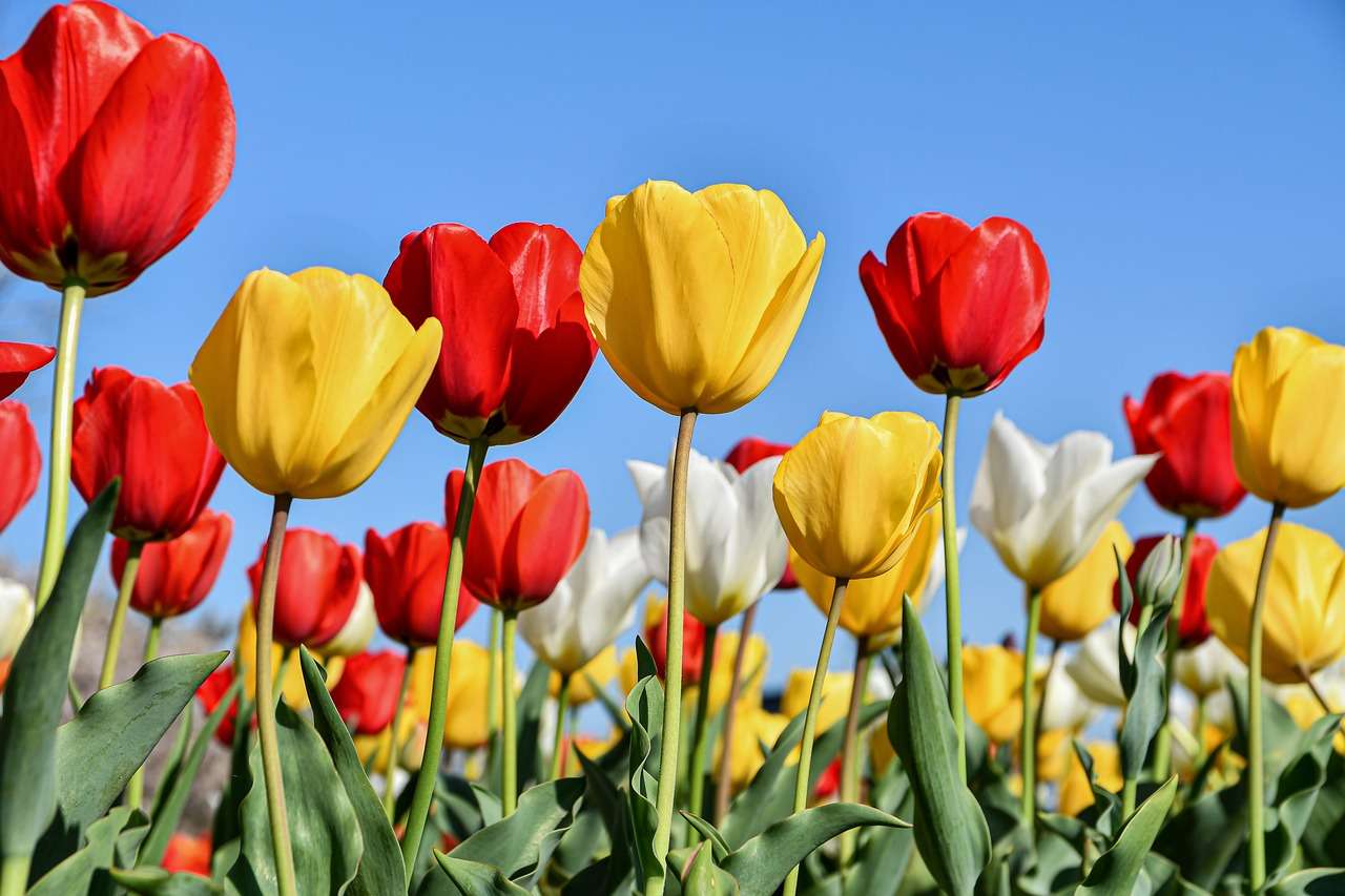 Flores de tulipanes rompecabezas en línea