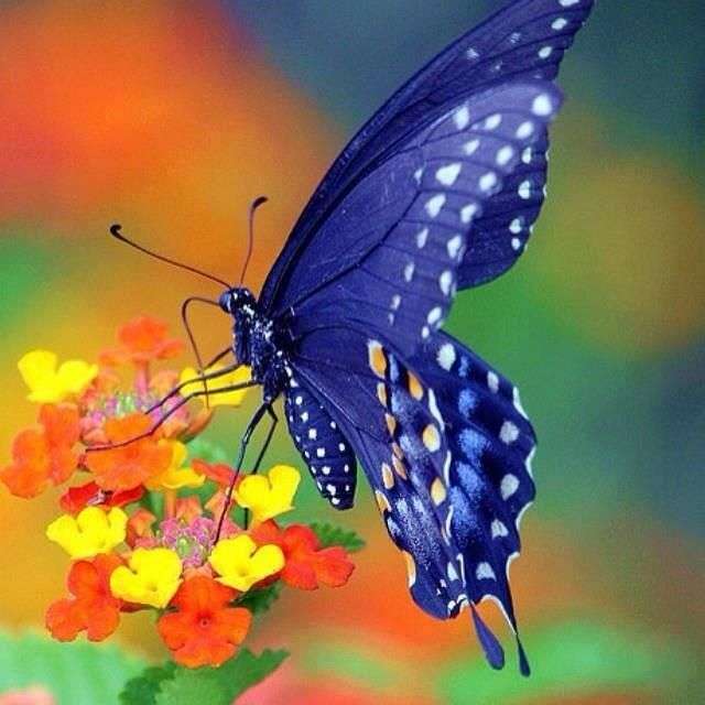 NAVY BUTTERFLY jigsaw puzzle online