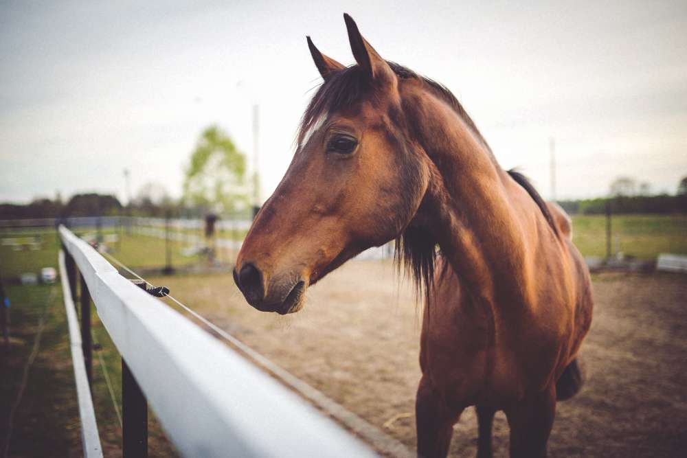 το όμορφο άλογο online παζλ
