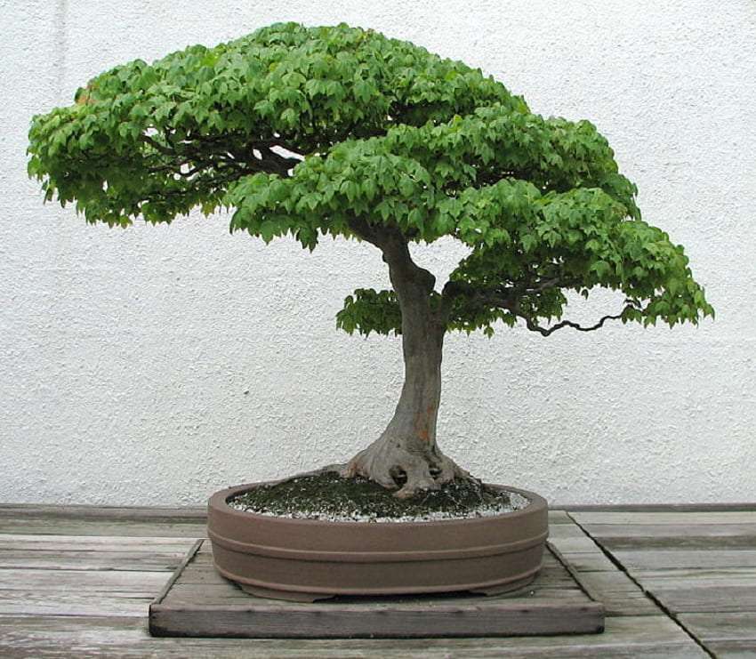 Bonsai - árvore - tridente de bordo quebra-cabeças online