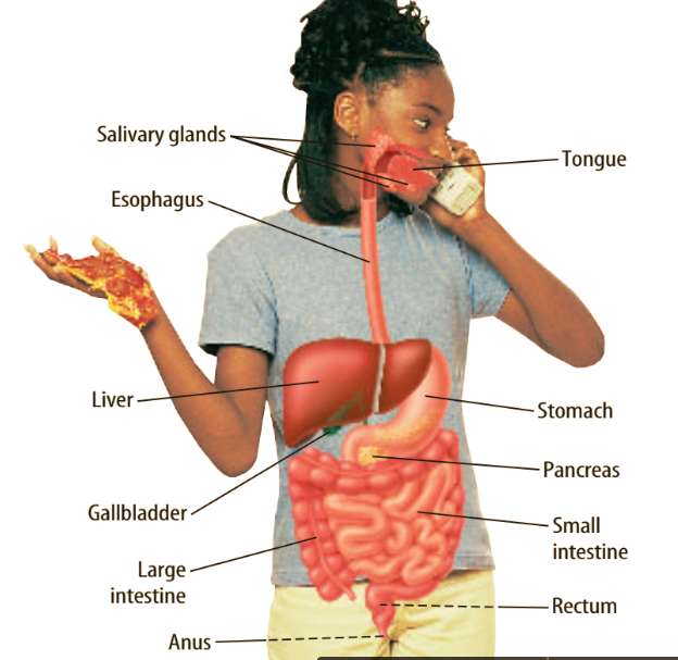 Etiquetas del sistema digestivo rompecabezas en línea