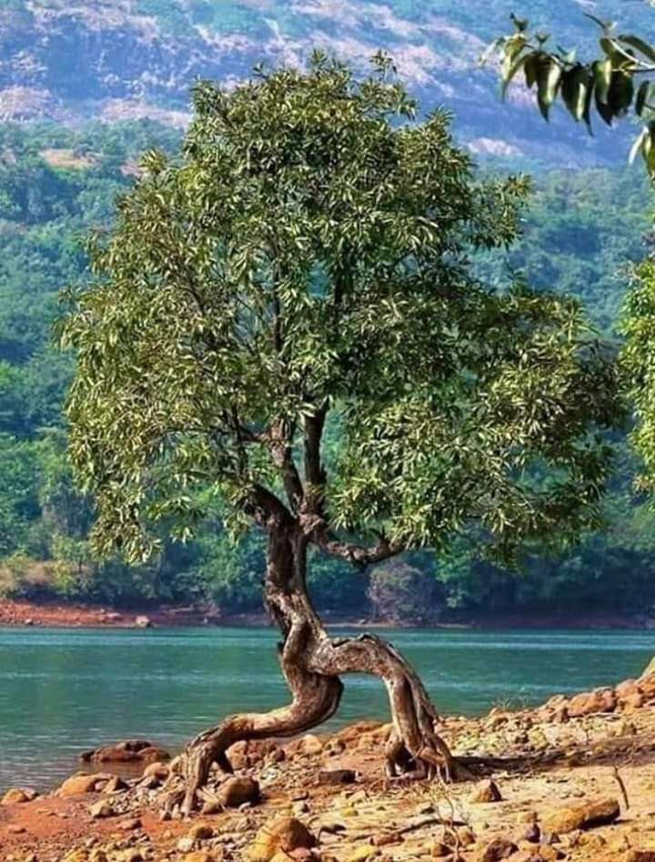 albero mio fiume puzzle online