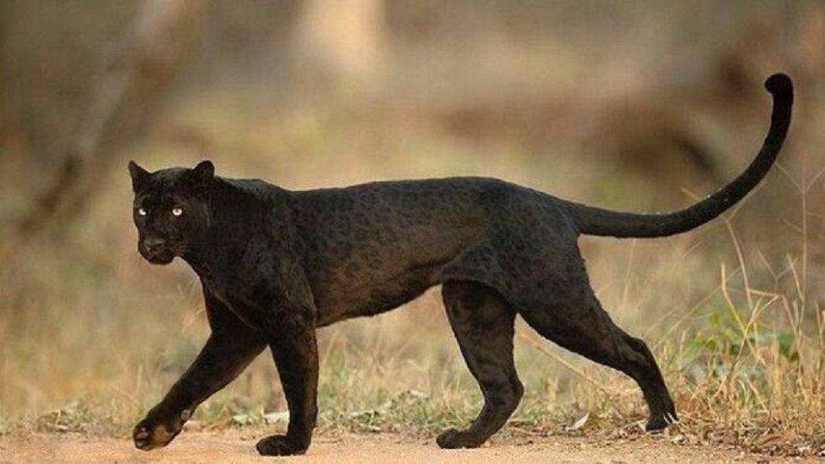 Schwarzer Panther Puzzlespiel online