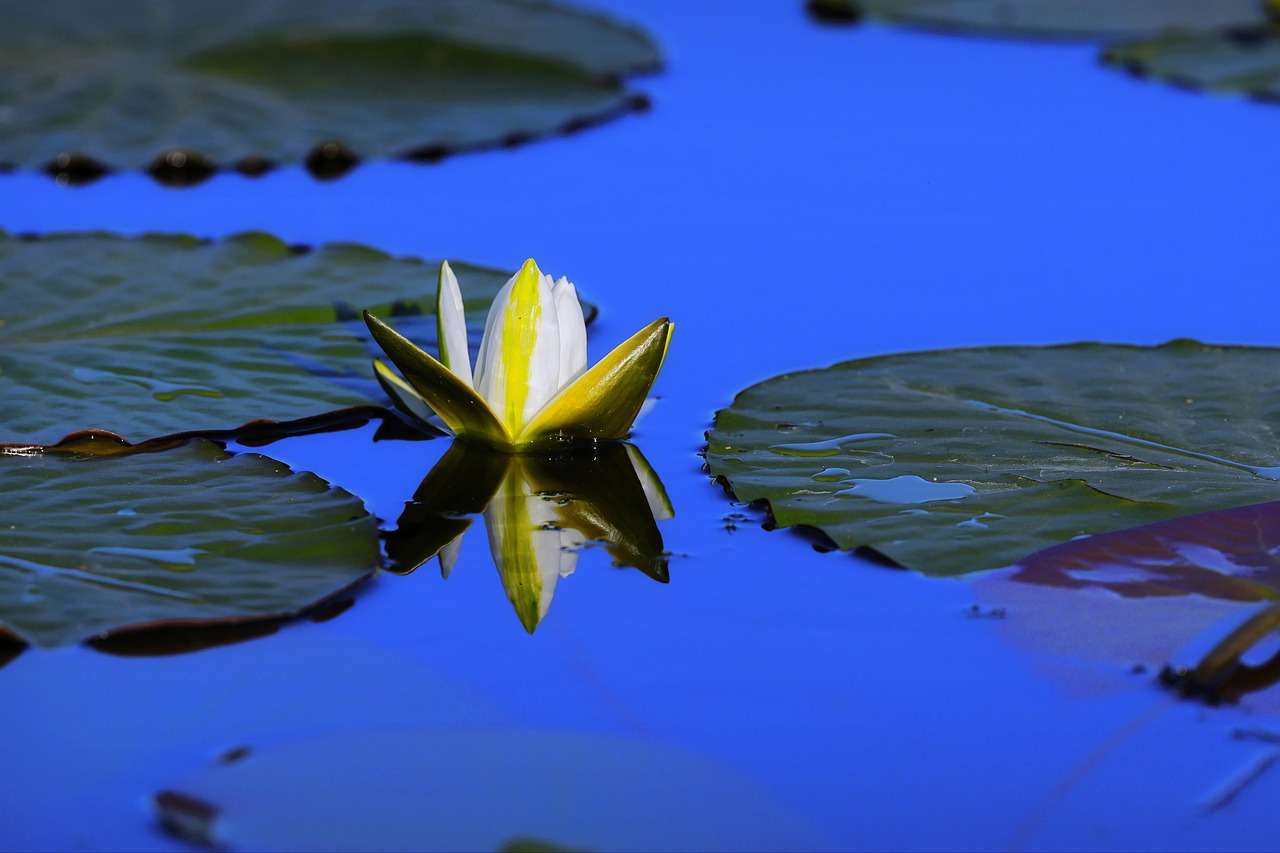 Водна лилия езерце онлайн пъзел