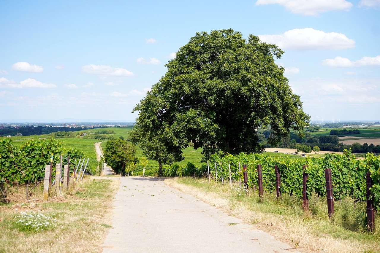 Camino rural de viñedos rompecabezas en línea