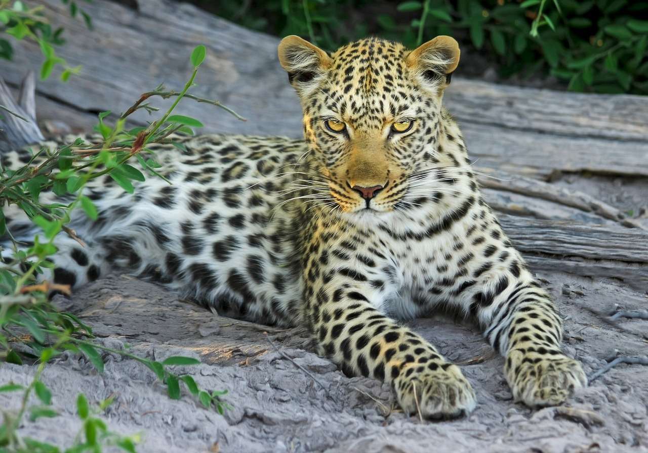 Leopard-Raubtier Online-Puzzle