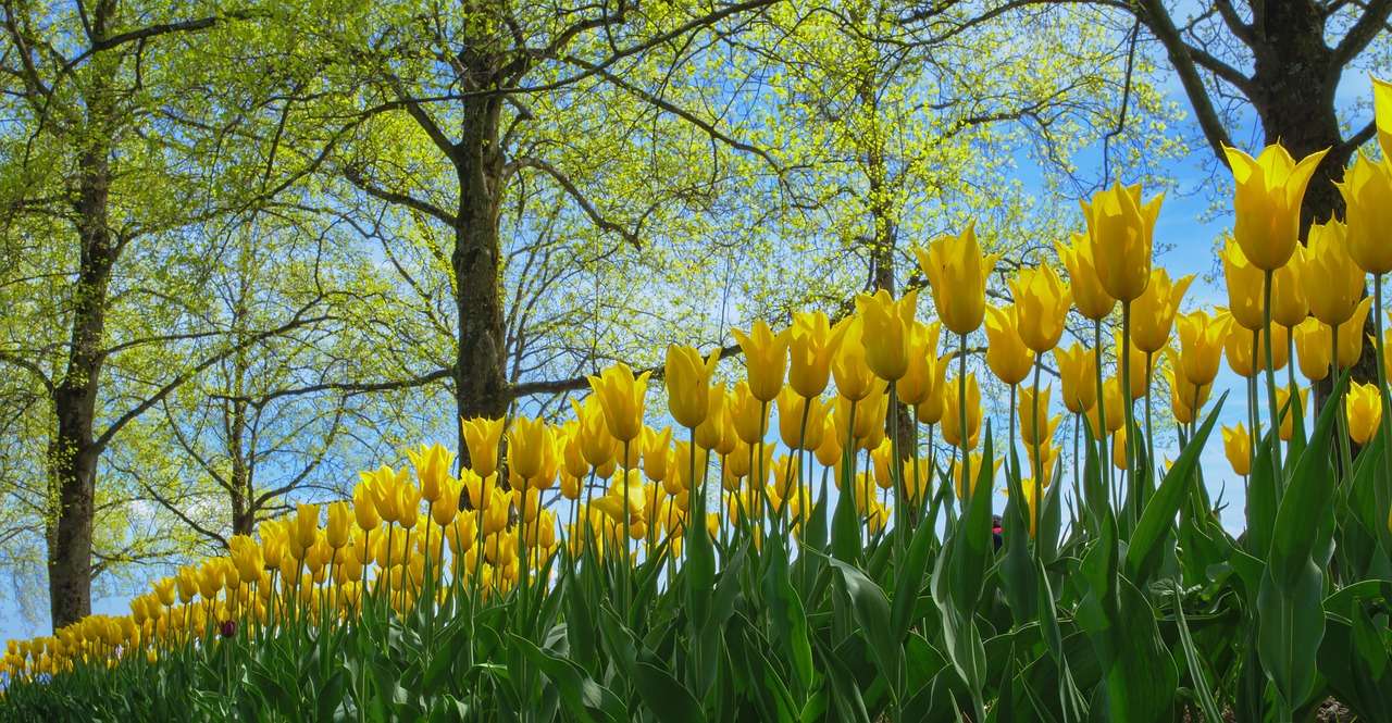 Parque de los tulipanes rompecabezas en línea