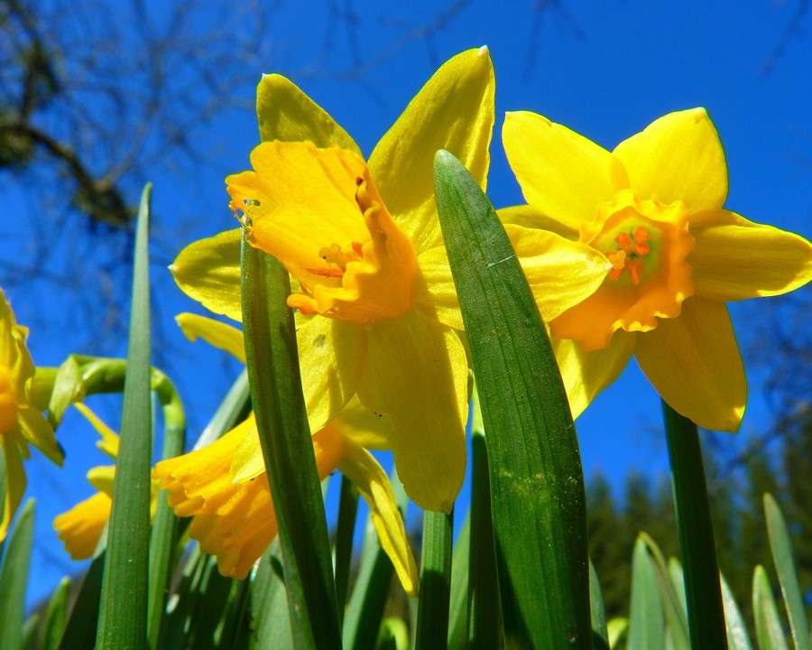 Narcissus op een zonnige dag online puzzel