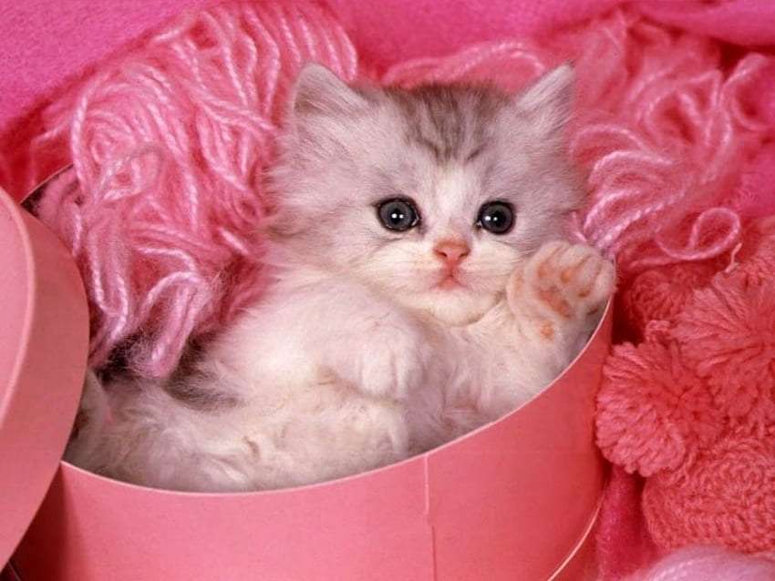 Söt kattunge i söta rosa färger Pussel online