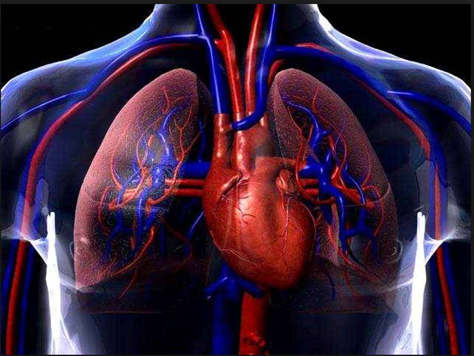 Hjärt- och lungsystem pussel Pussel online