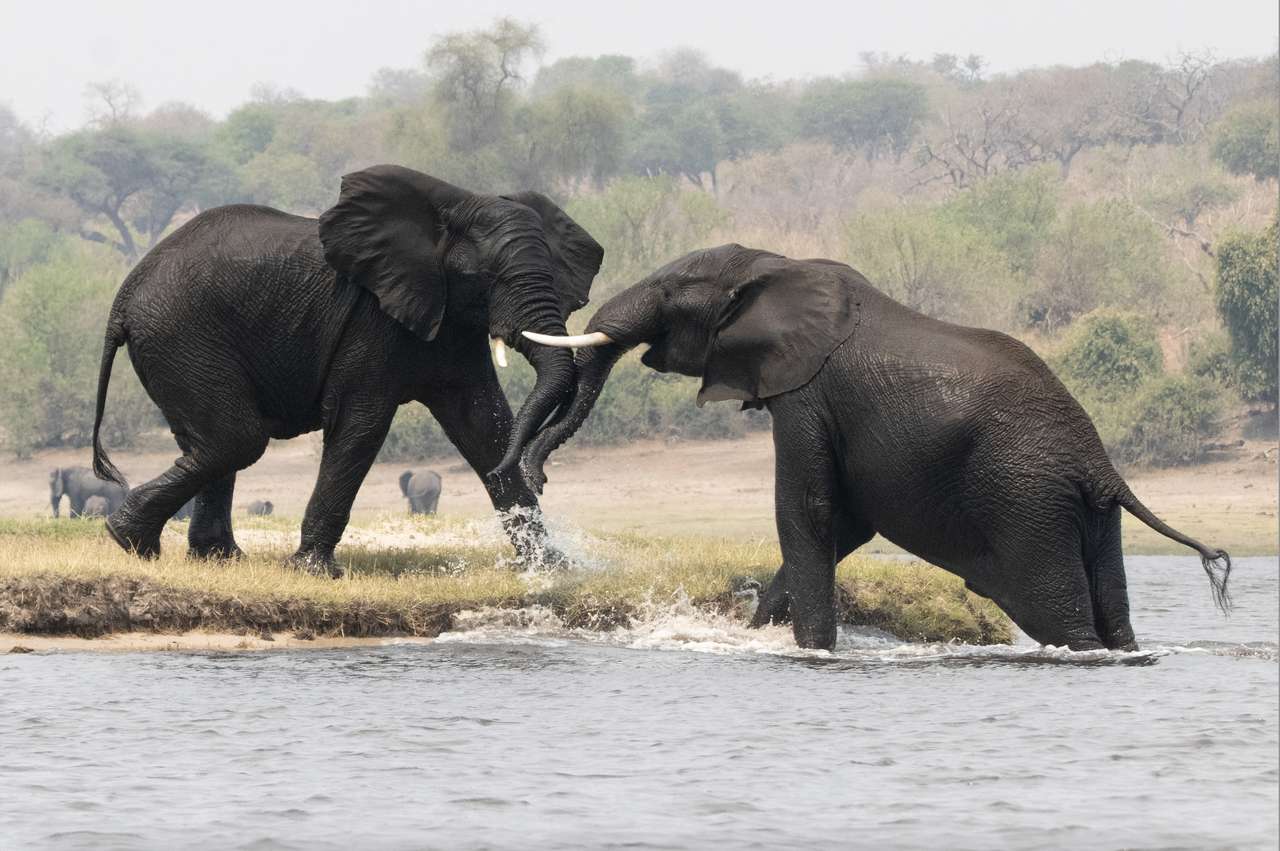 Elefantes peleando rompecabezas en línea