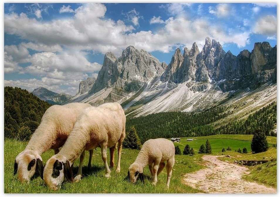 Овцы пасутся в горах онлайн-пазл