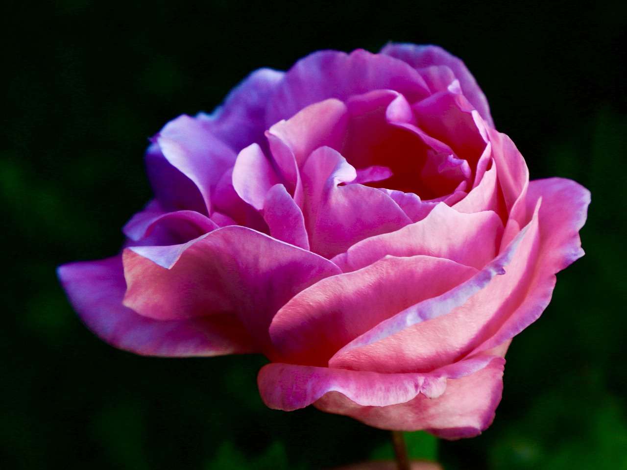 Flor rosa rompecabezas en línea