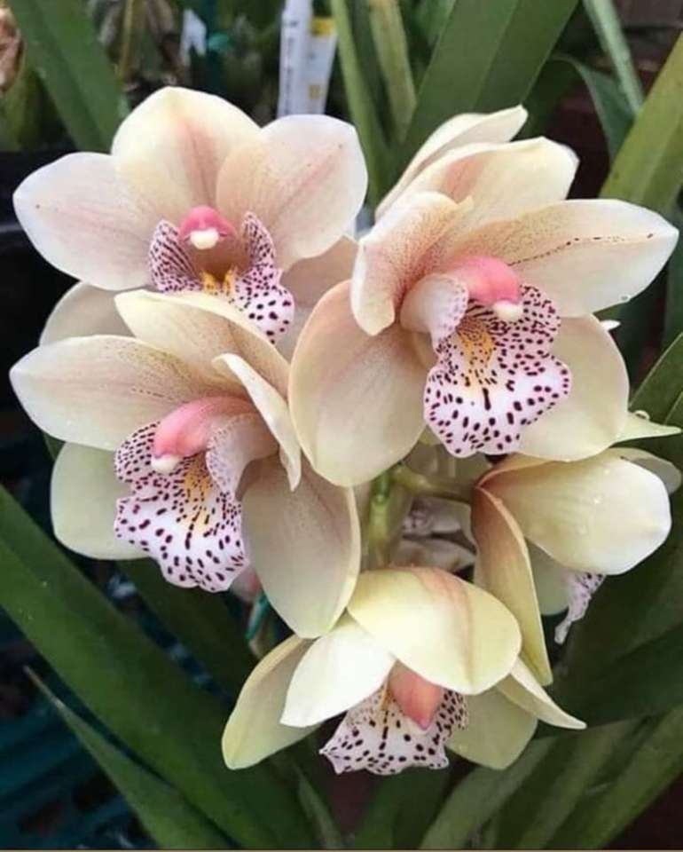 grädde orkidé pussel på nätet