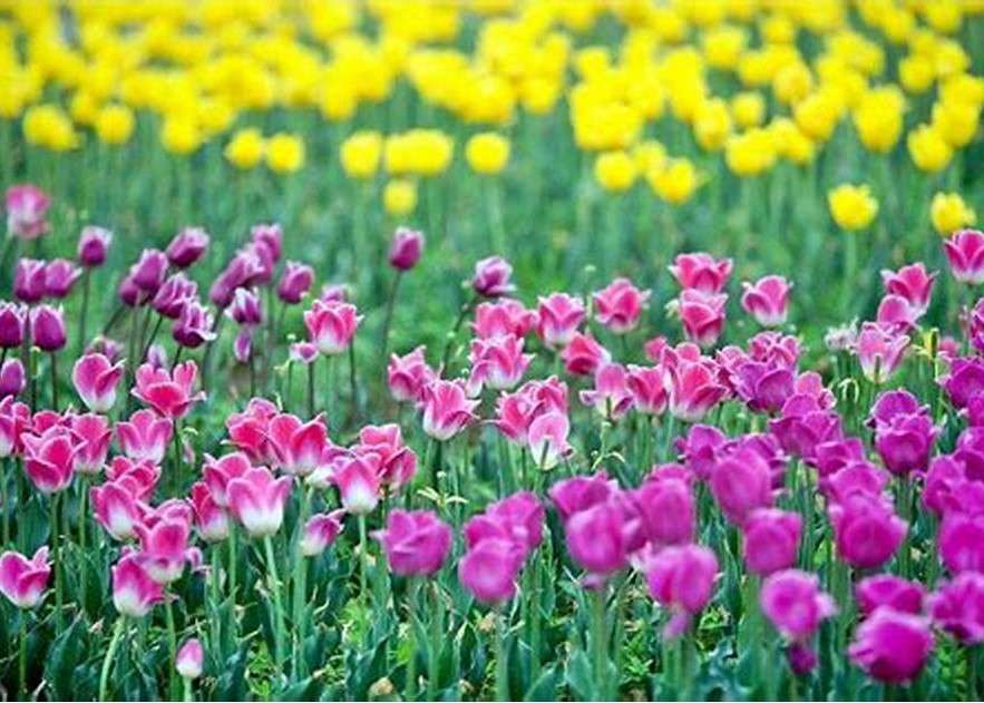 Descuentos de tulipanes rompecabezas en línea
