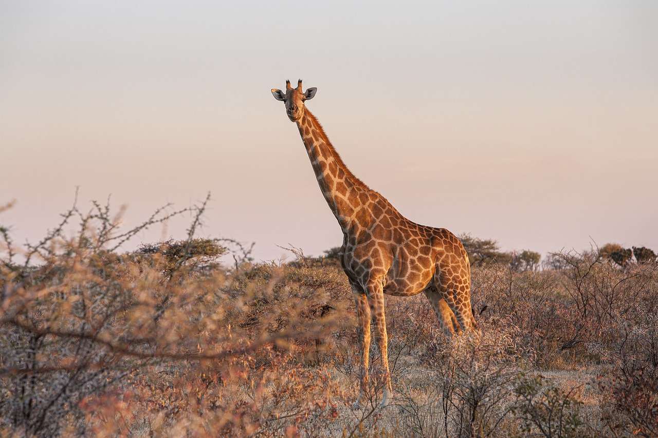 Animal girafa puzzle online