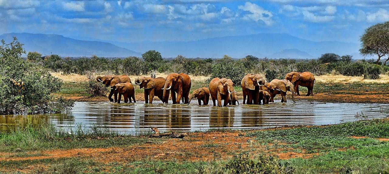 Сафарі на слонах у Південній Африці пазл онлайн