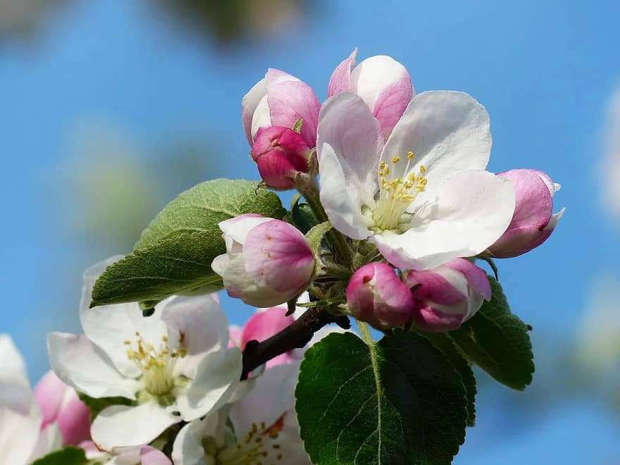 Apfelblüten Online-Puzzle