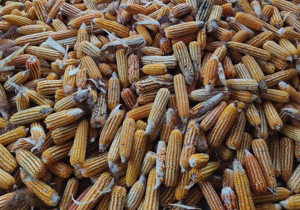 kukuřice pro obrázek online puzzle