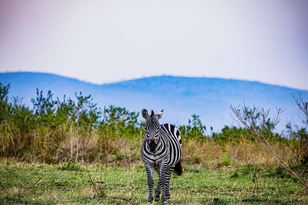 Zebra Great Rift Valley pussel på nätet