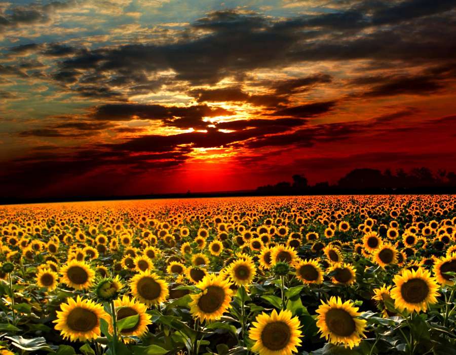 Zonnebloemen bij een bewolkte zonsondergang online puzzel
