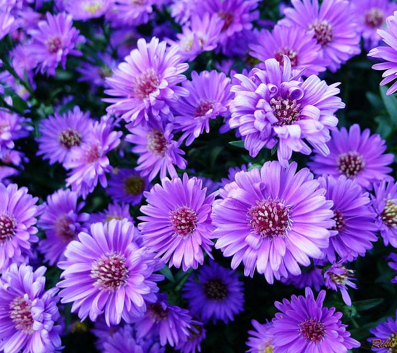 Marguerites violettes, quelque chose de beau puzzle en ligne