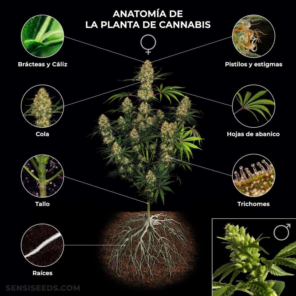plante de cannabis puzzle en ligne