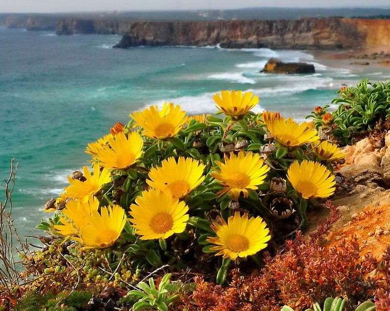 Küste mit Blumen auf den Felsen Puzzlespiel online