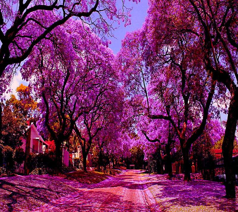Чудесная аллея с цветущими деревьями, чудо онлайн-пазл
