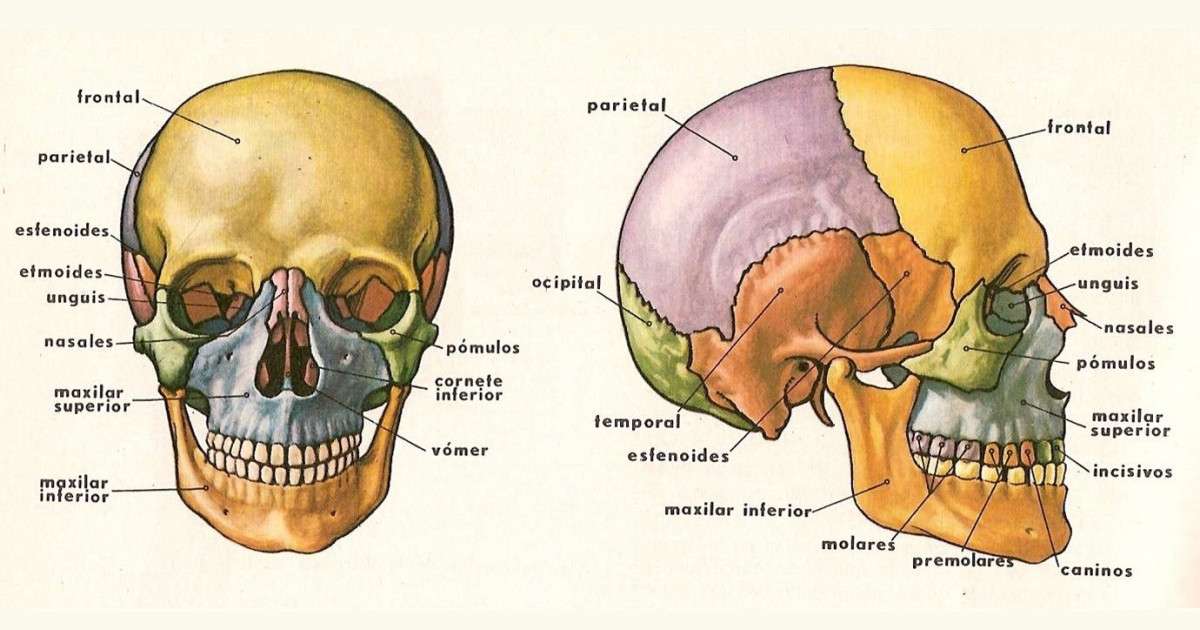 череп и его части пазл онлайн