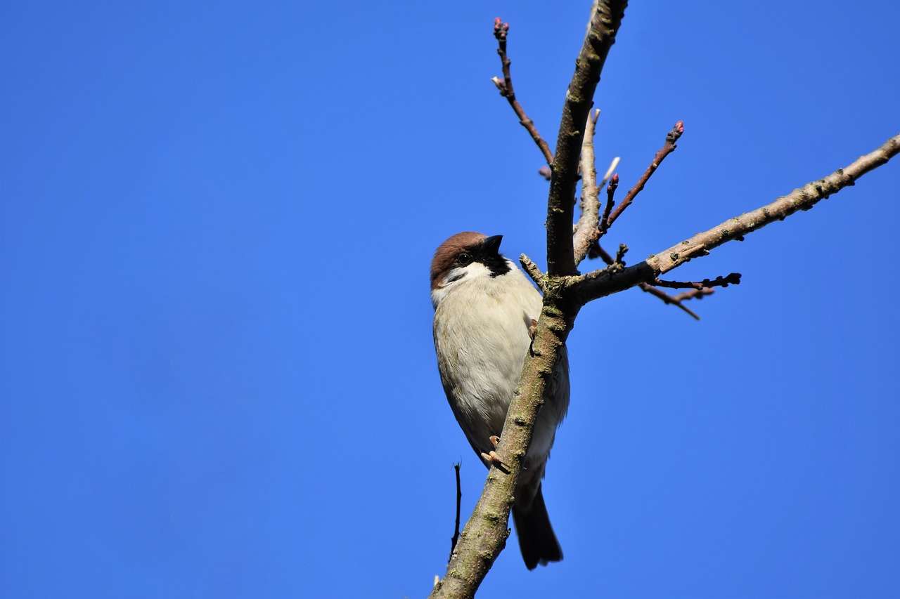 Sparrow Bird παζλ online