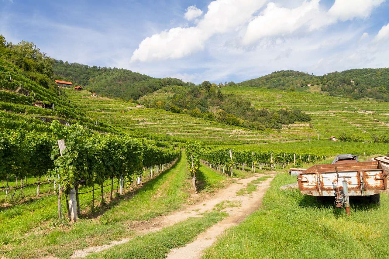 Vineyard Valley Vines онлайн пазл