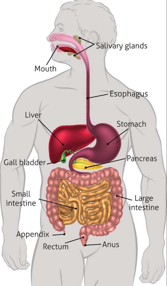 biologia puzzle online