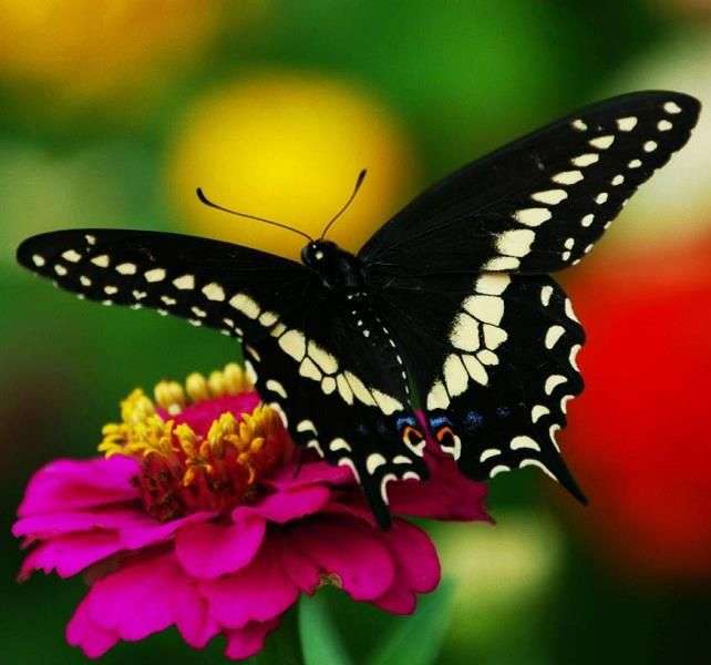 Black butterfly jigsaw puzzle online
