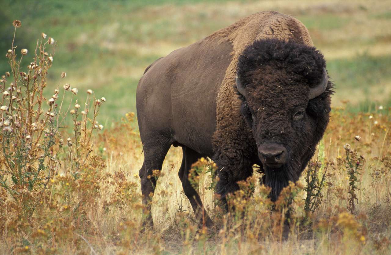 Amerikaanse bizon online puzzel
