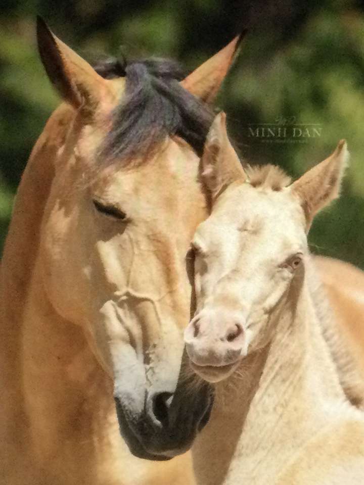 母親と子馬 ジグソーパズルオンライン