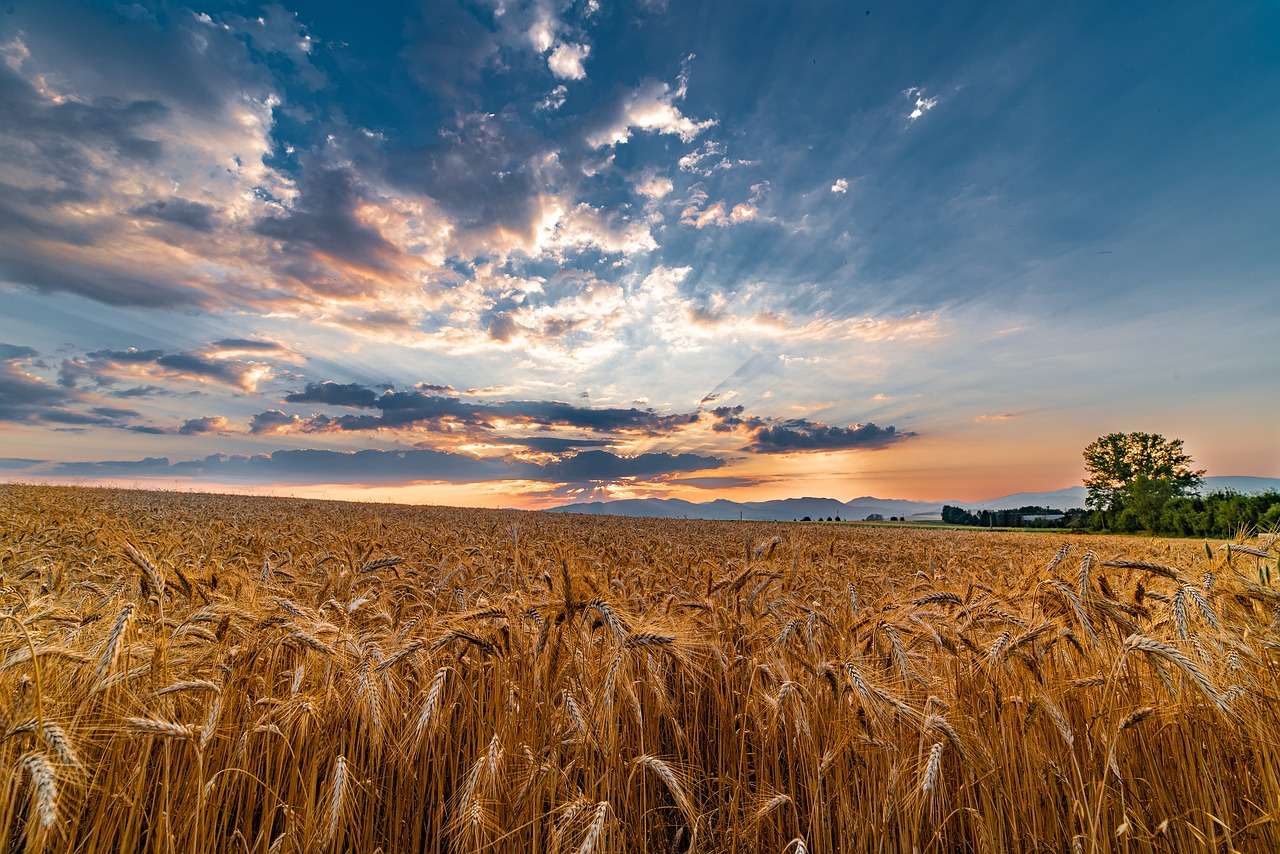 Жътва на пшеница в провинцията онлайн пъзел