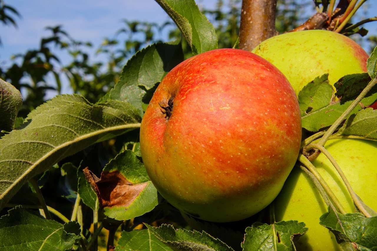 Appel Fruit online puzzel