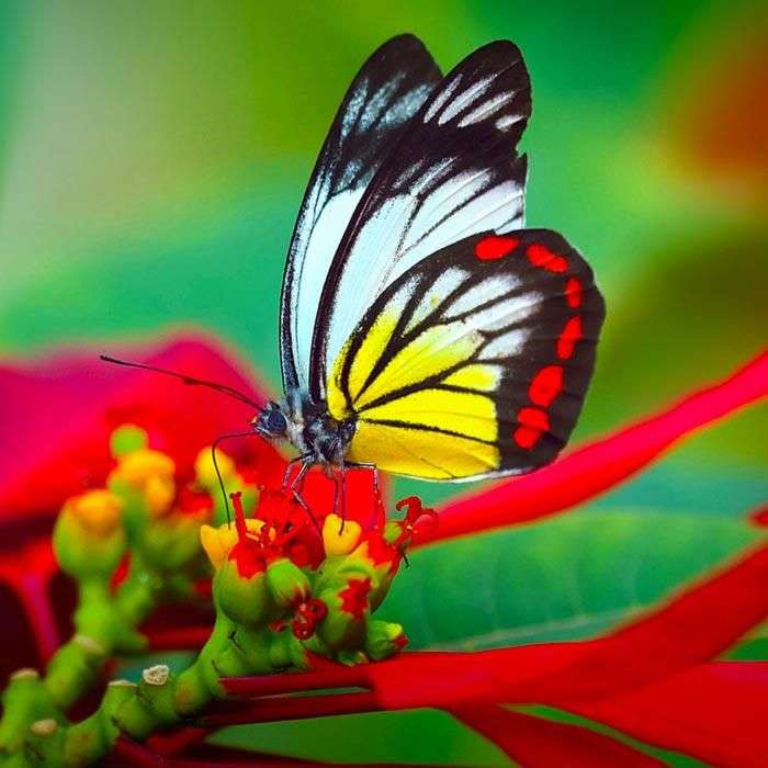 Цветна пеперуда онлайн пъзел
