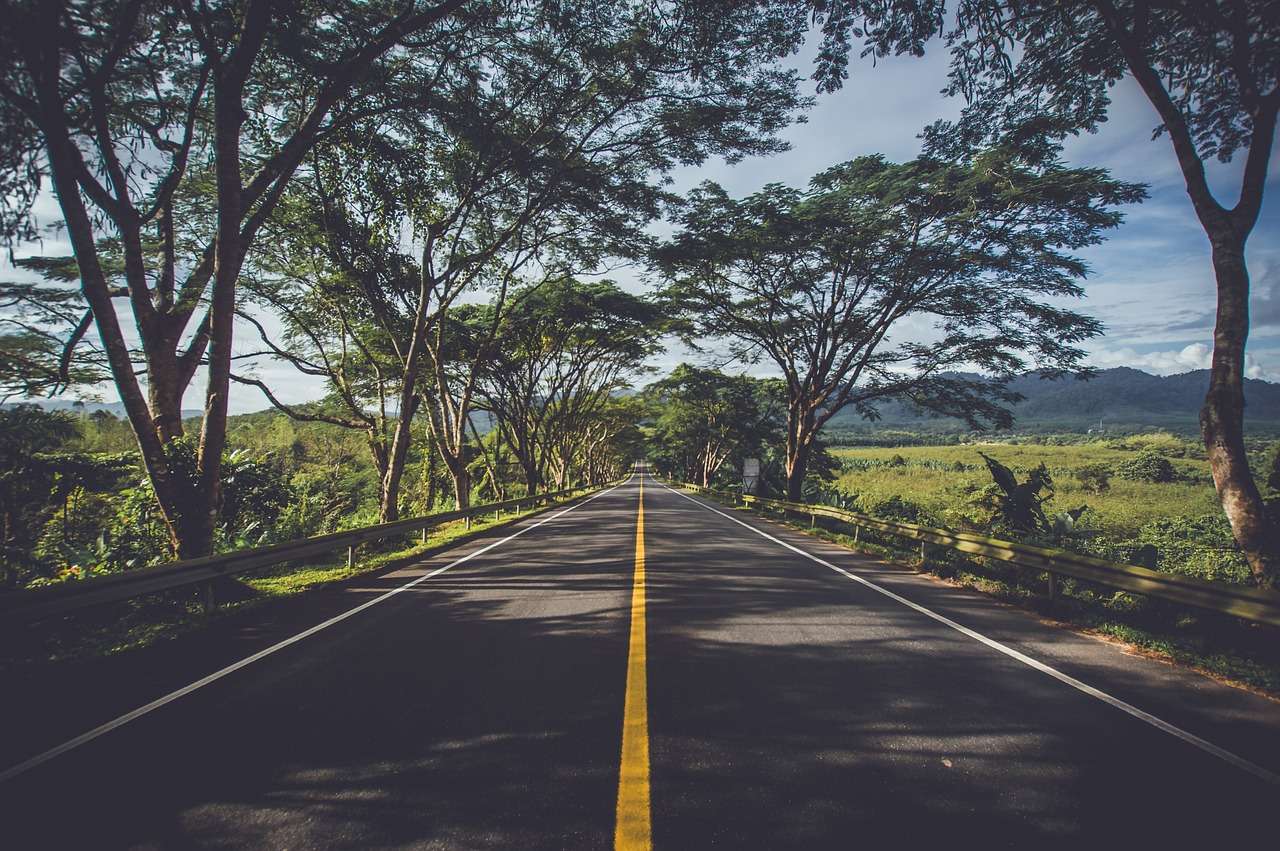 Avenue Tree Lined Road jigsaw puzzle online