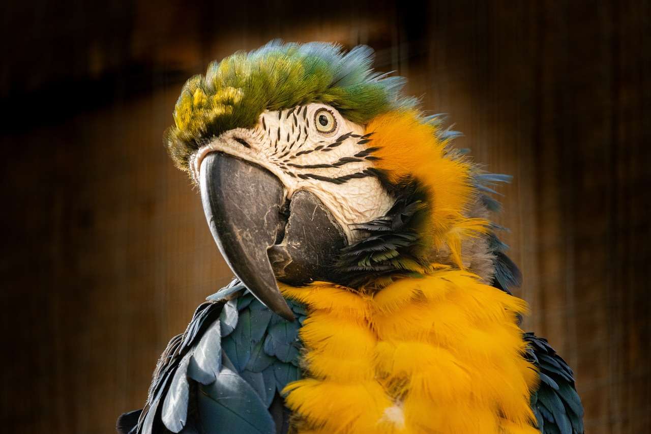 Vogel Papagei Online-Puzzle