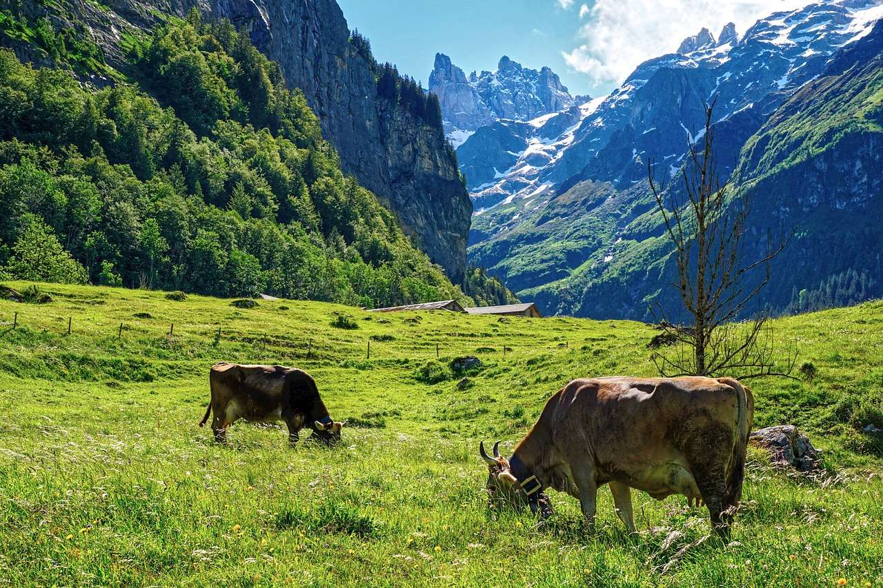 Munții Alpii Elveția jigsaw puzzle online