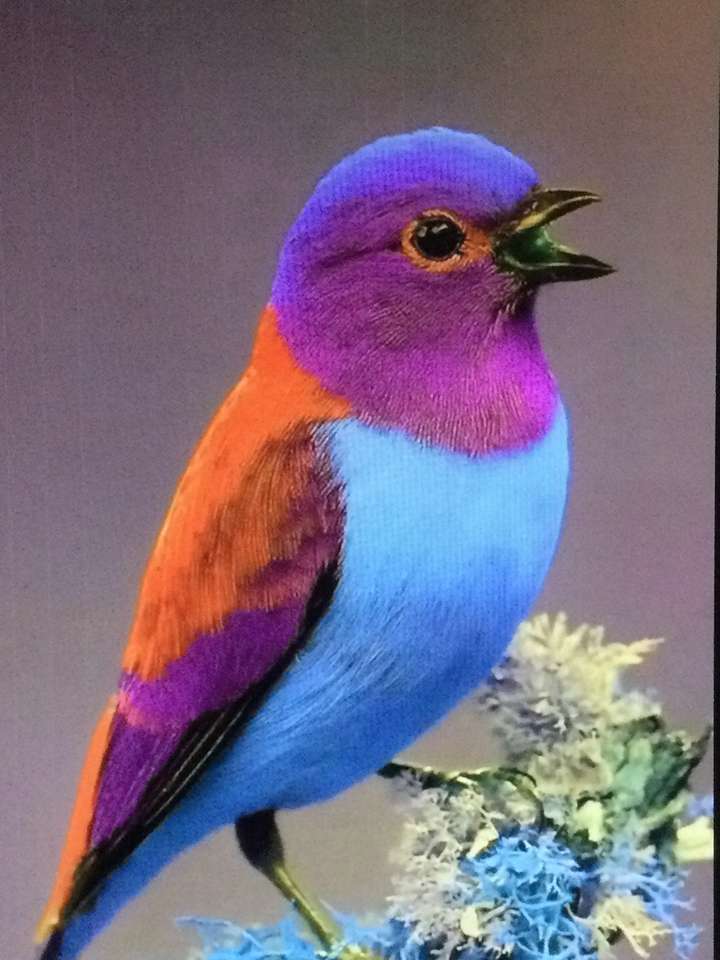 uccelli multicolori puzzle online