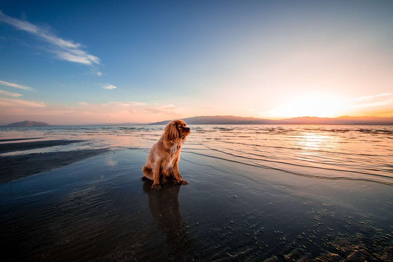 Собачий пляж онлайн-пазл