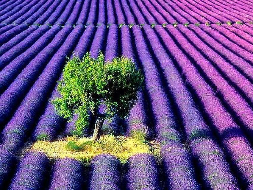 Красиве лавандове поле у ​​відтінках фіолетового пазл онлайн